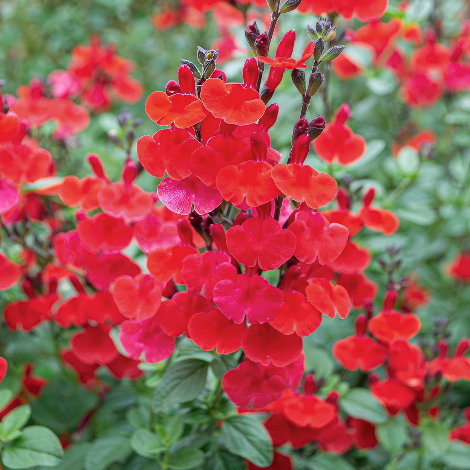 Salvia 'Royal Bumble'