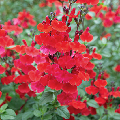 Salvia 'Royal Bumble'