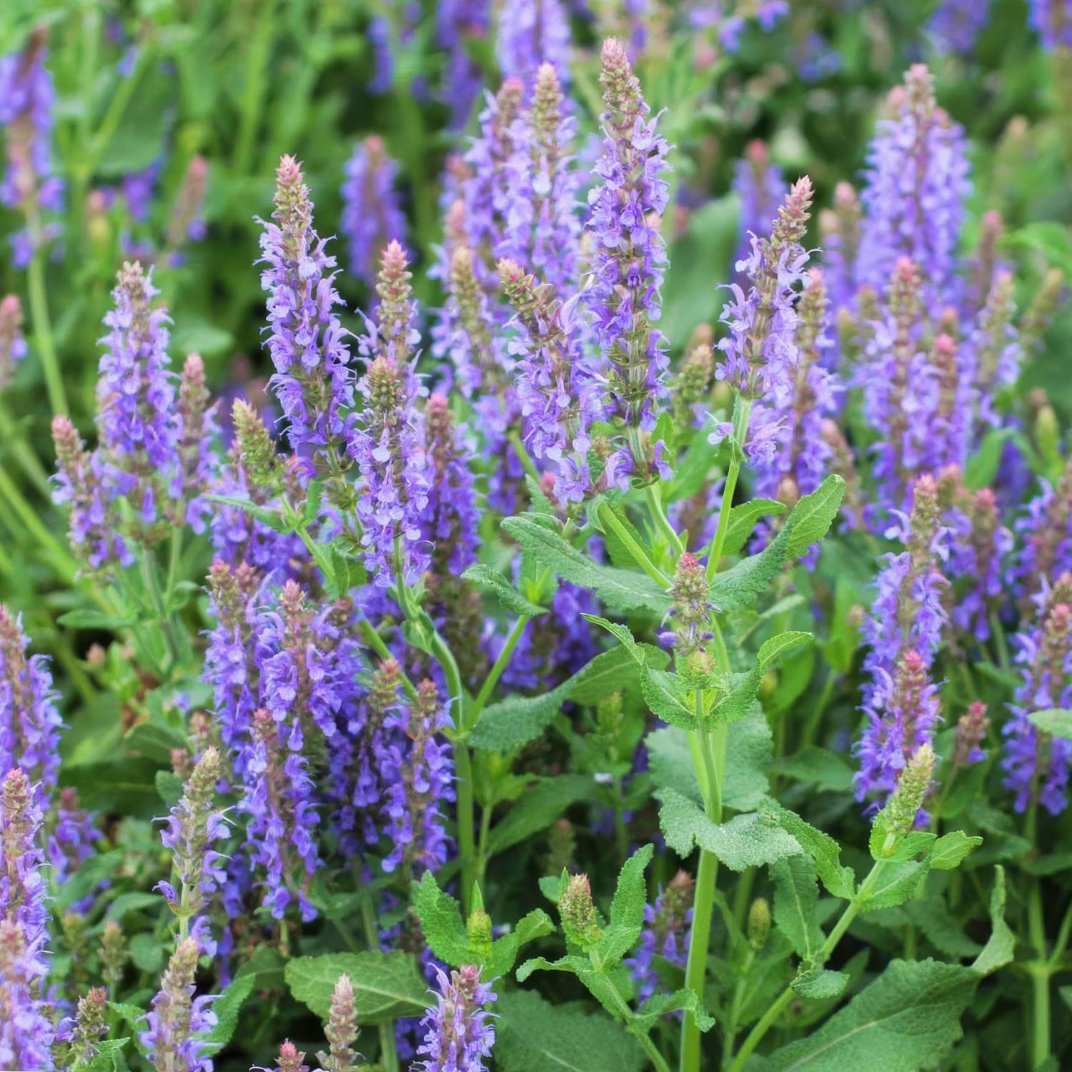 Salvia x sylvestris 'Blauhugel'