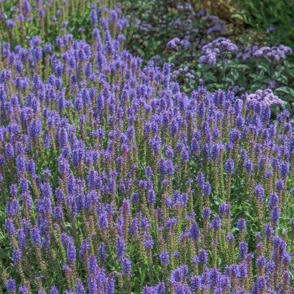 Salvia x sylvestris 'Blauhugel'