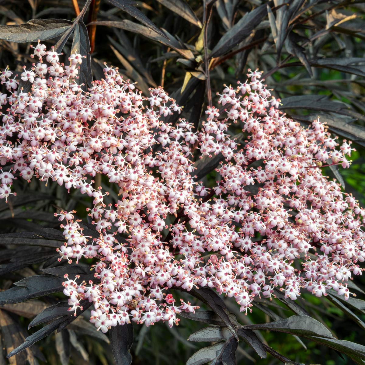 Sambucus nigra f. porphyrophylla 'Eva' (Sambucus nigra 'Black Lace')