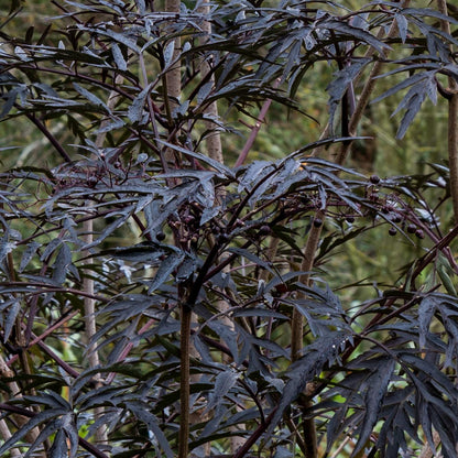 Sambucus nigra f. porphyrophylla 'Eva' (Sambucus nigra 'Black Lace')