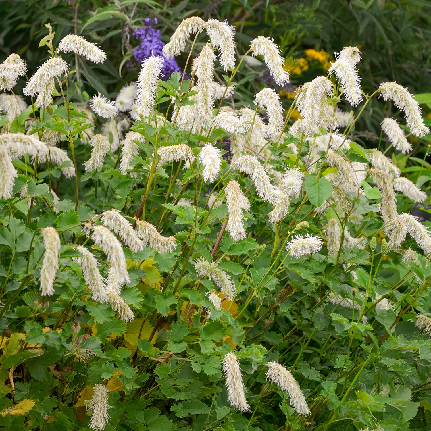 Sanguisorba albiflora