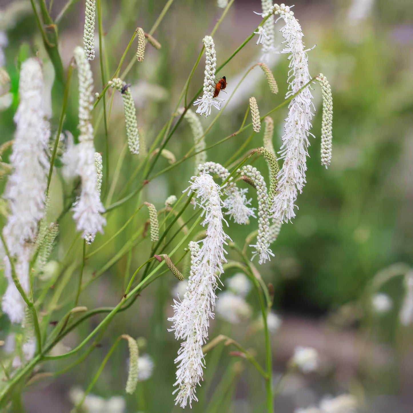 Sanguisorba albiflora