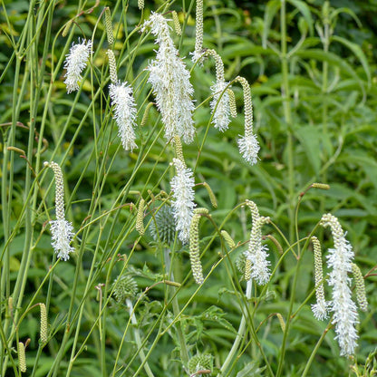Sanguisorba albiflora