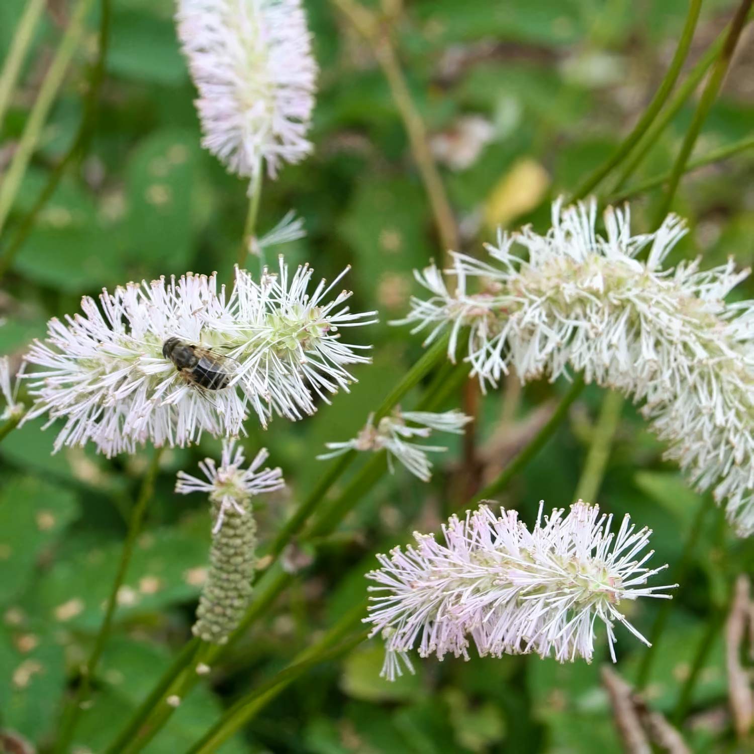 Sanguisorba albiflora