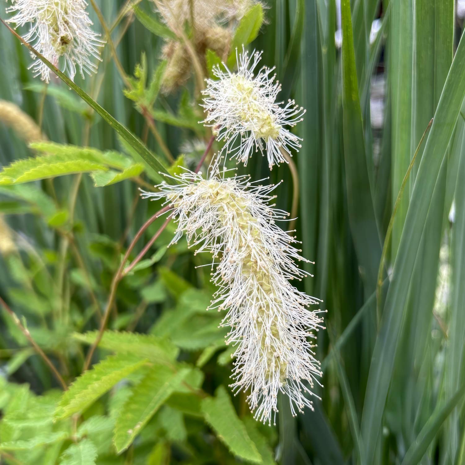 Sanguisorba albiflora