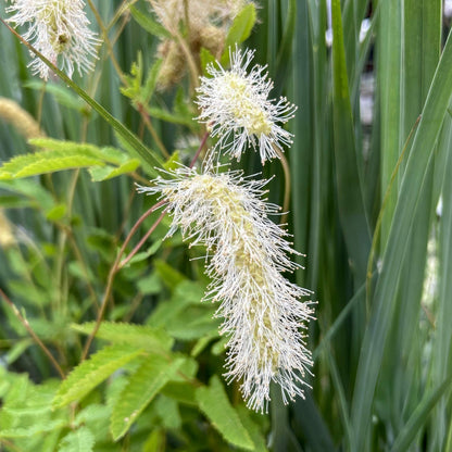 Sanguisorba albiflora