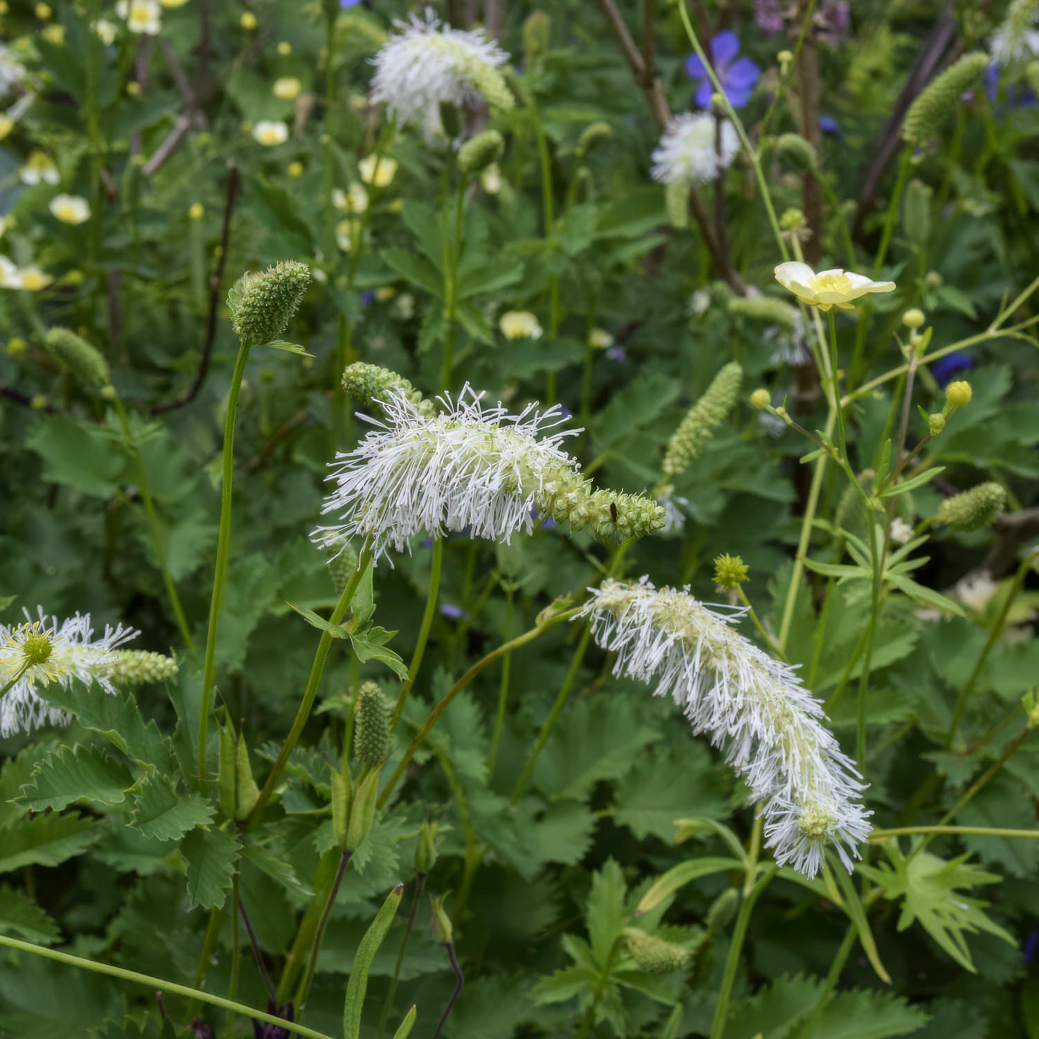 Sanguisorba albiflora