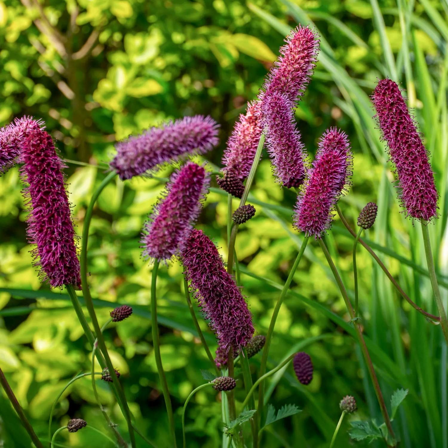 Sanguisorba menziesii