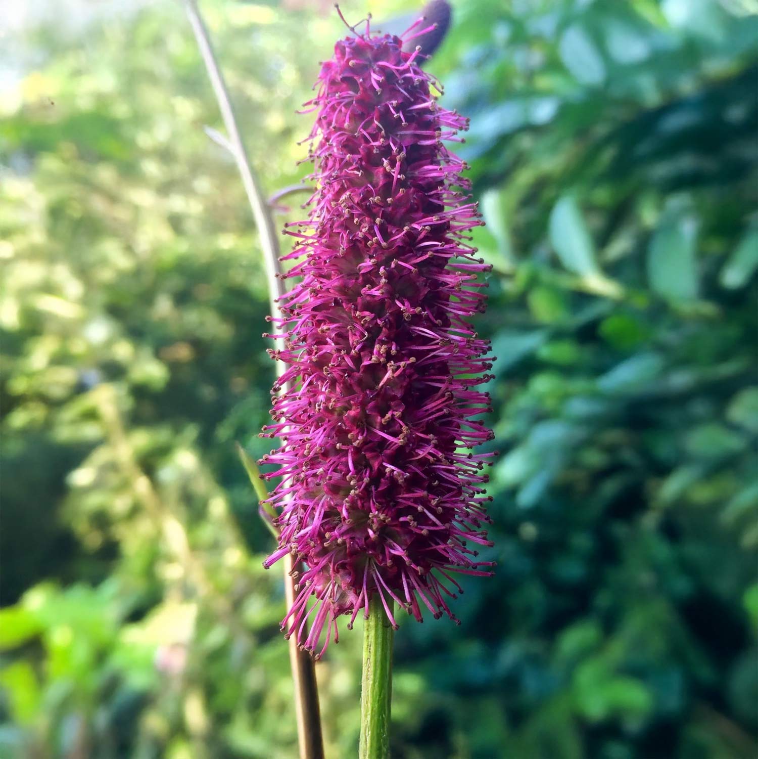 Sanguisorba menziesii