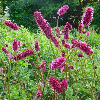 Sanguisorba menziesii