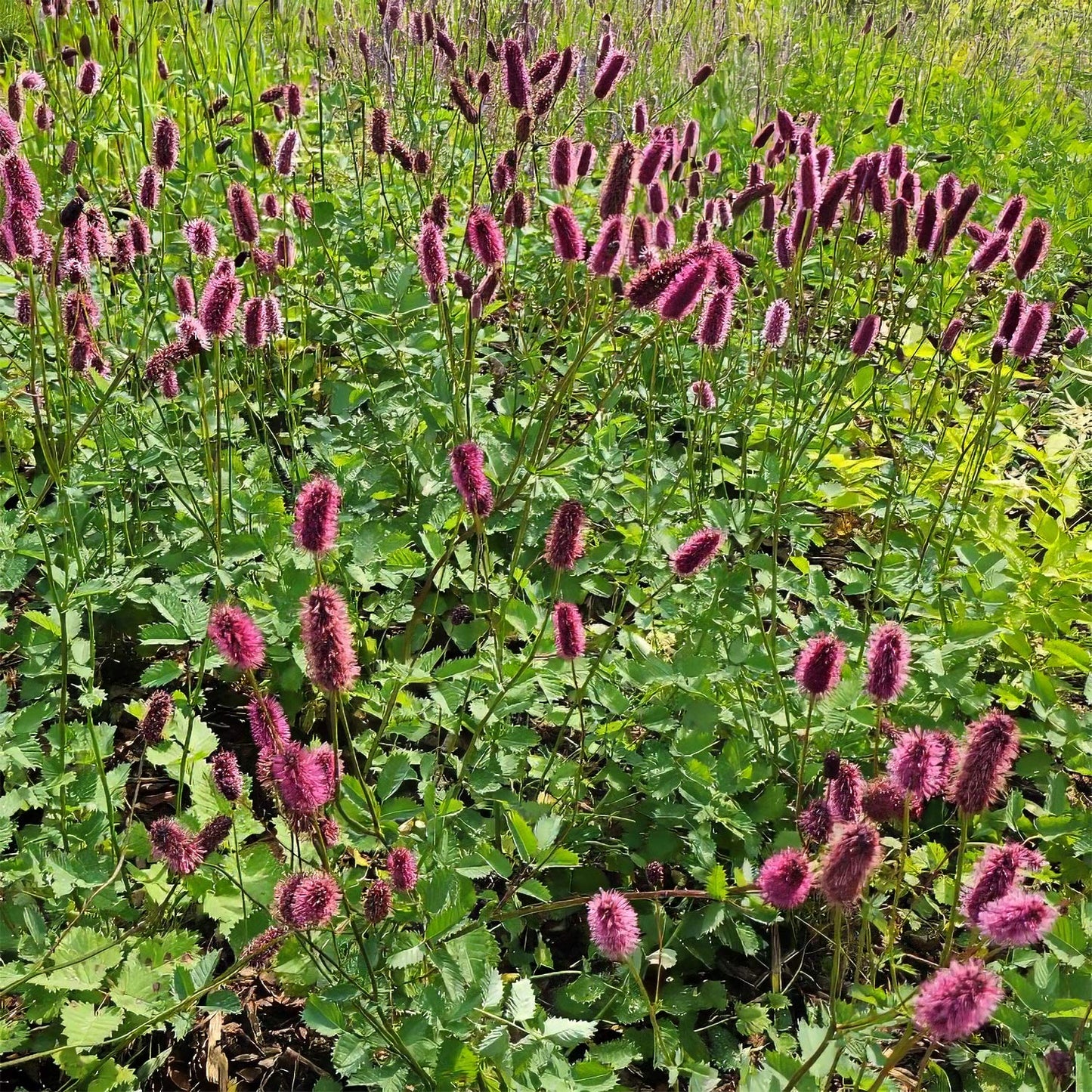 Sanguisorba menziesii