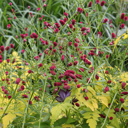 Sanguisorba officinalis 'Japan'