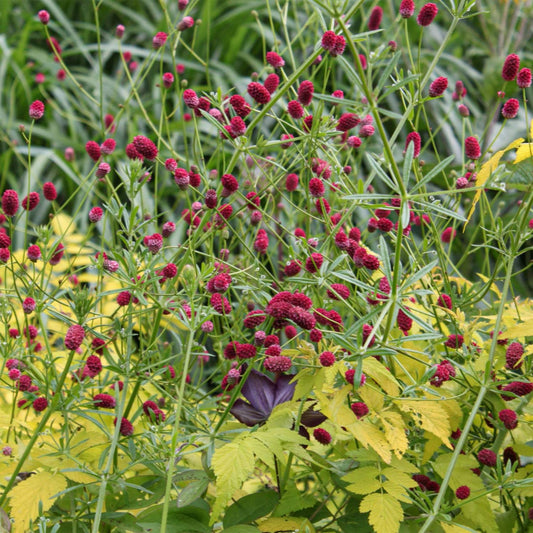 Sanguisorba officinalis 'Japan'