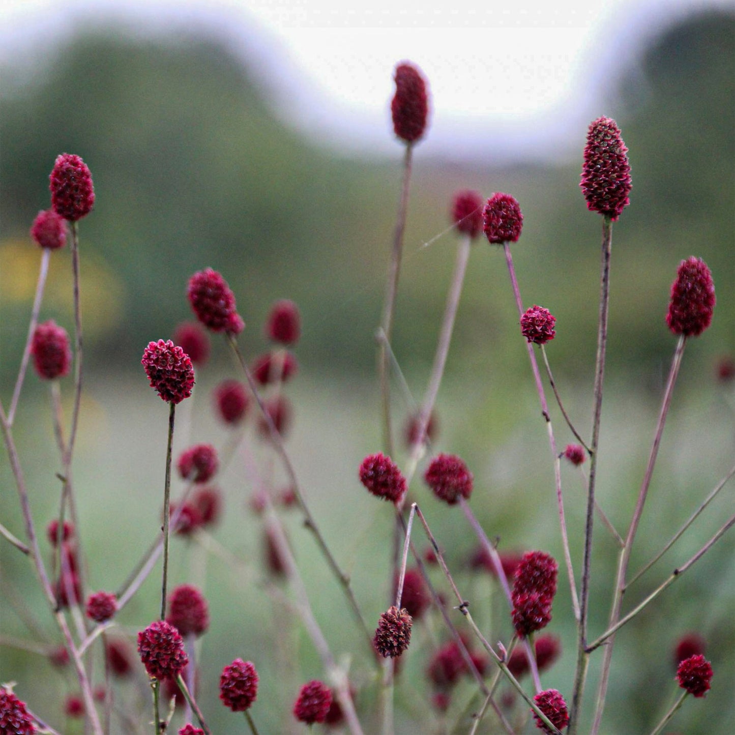 Sanguisorba officinalis 'Japan'