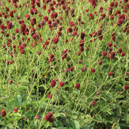 Sanguisorba officinalis 'Japan'