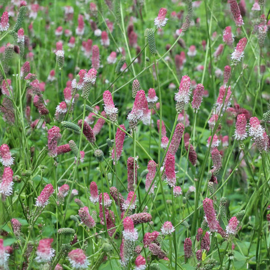 Sanguisorba officinalis 'Pink Tanna'