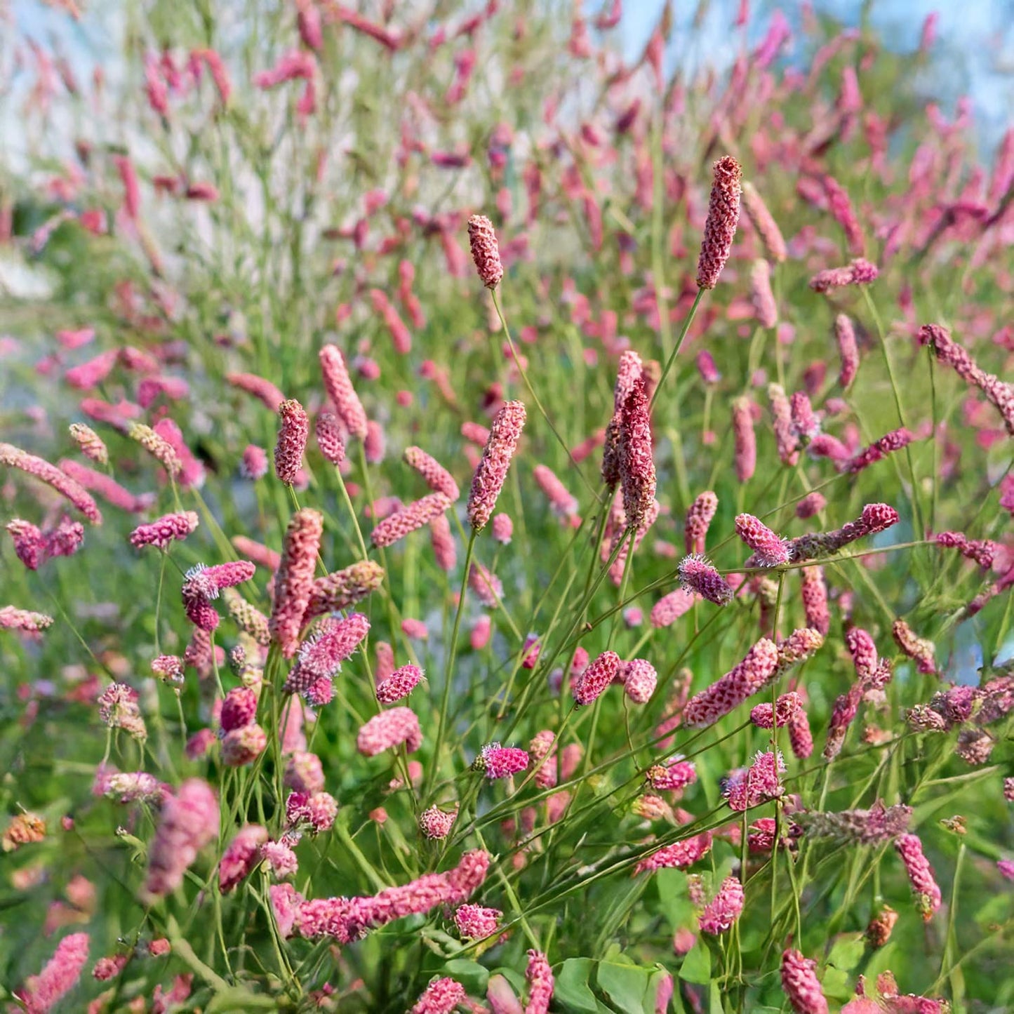 Sanguisorba officinalis 'Pink Tanna'