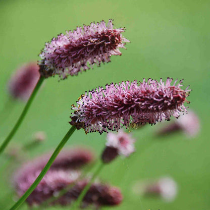 Sanguisorba officinalis 'Pink Tanna'