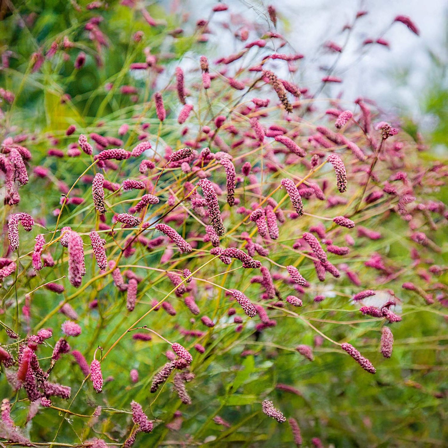 Sanguisorba officinalis 'Pink Tanna'