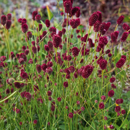 Sanguisorba officinalis 'Tanna'. Burgundy flowers with green stems and leaves in a natural setting