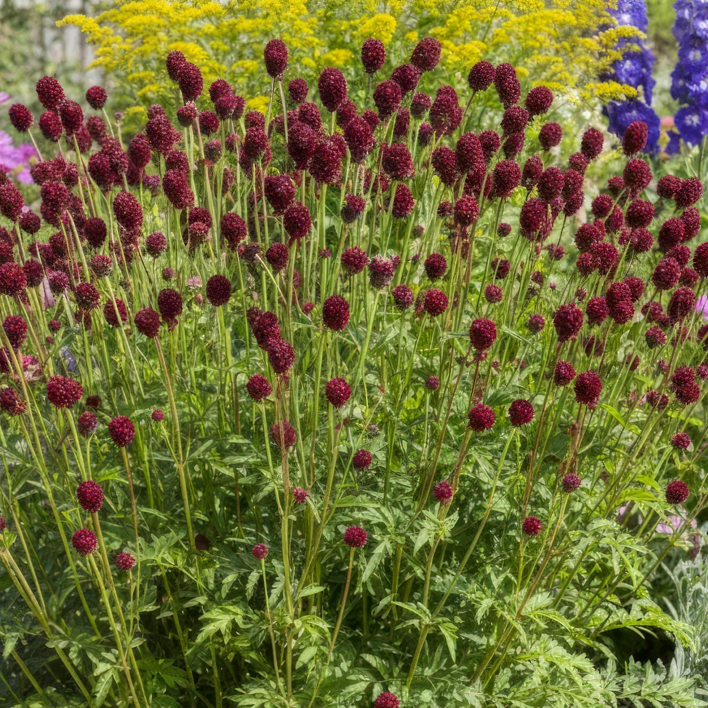 Sanguisorba officinalis 'Tanna'. Burgundy flowers in a garden setting with other colourful flowers in the background
