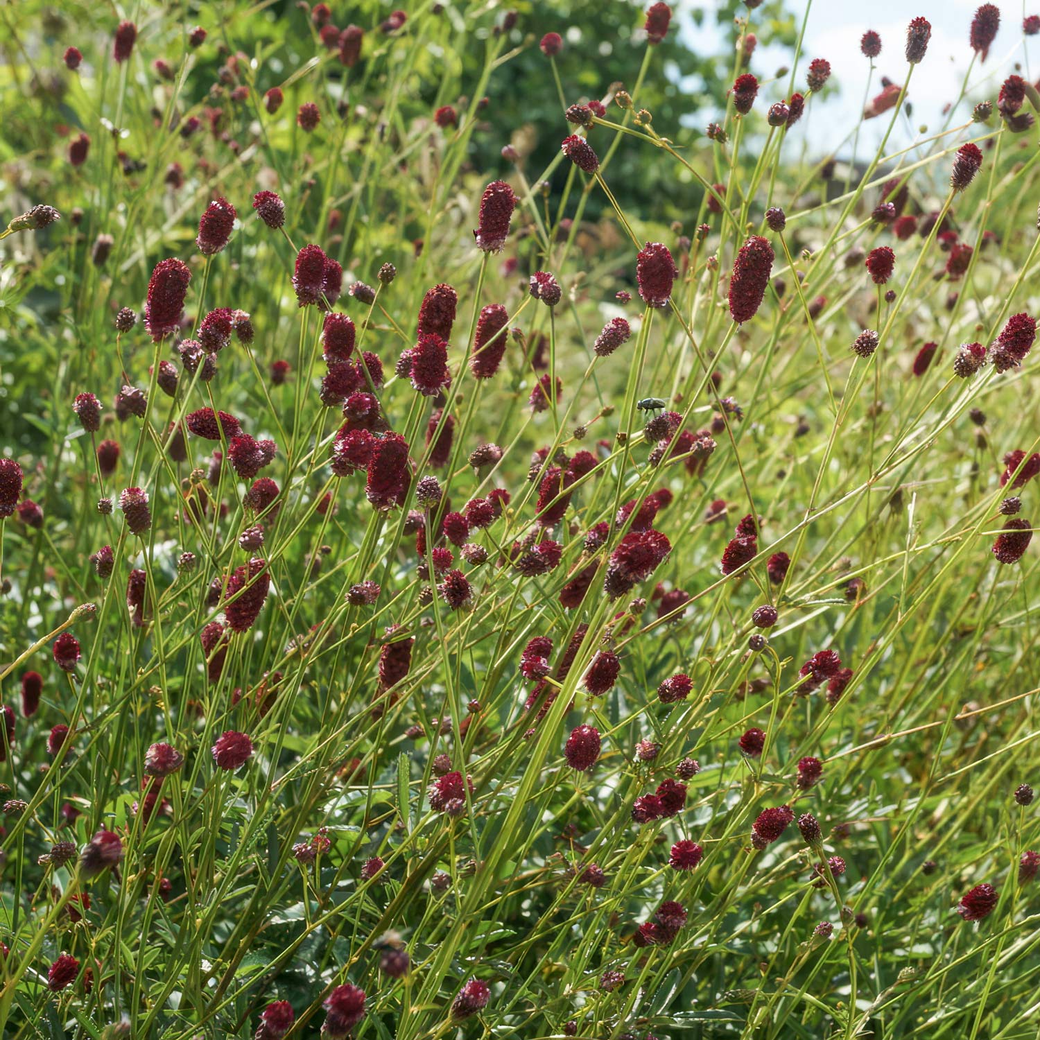Sanguisorba officinalis 'Tanna'. Field of red flowers with green leaves