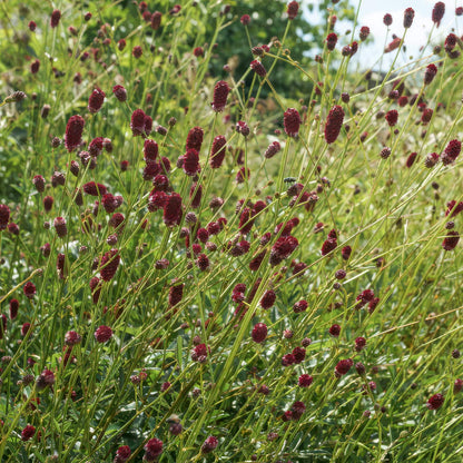 Sanguisorba officinalis 'Tanna'. Field of red flowers with green leaves