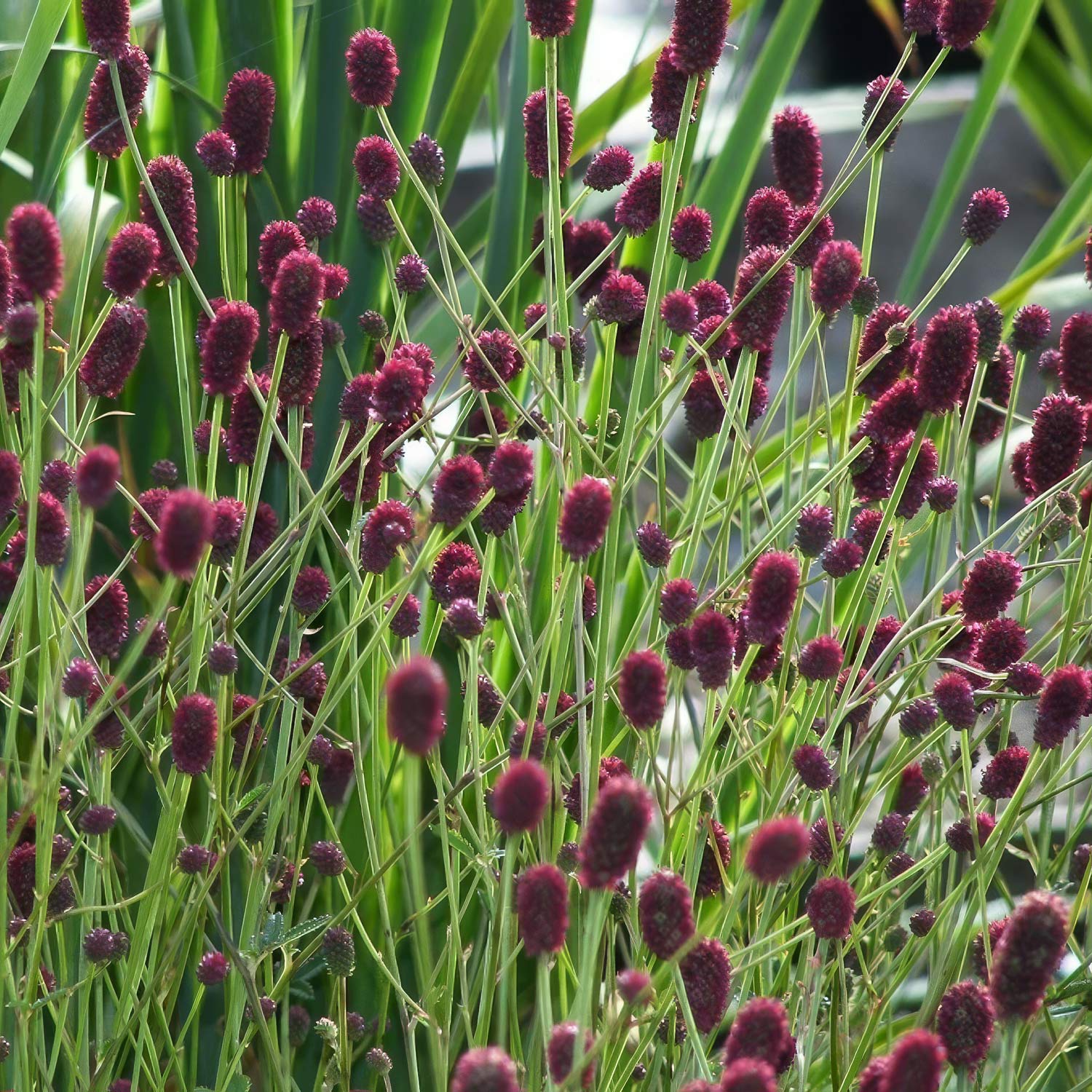 Sanguisorba officinalis 'Tanna'