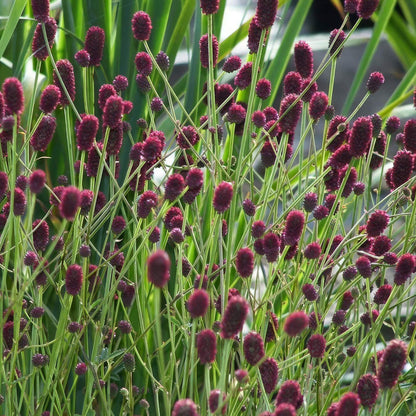 Sanguisorba officinalis 'Tanna'