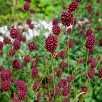 Sanguisorba officinalis 'Tanna'