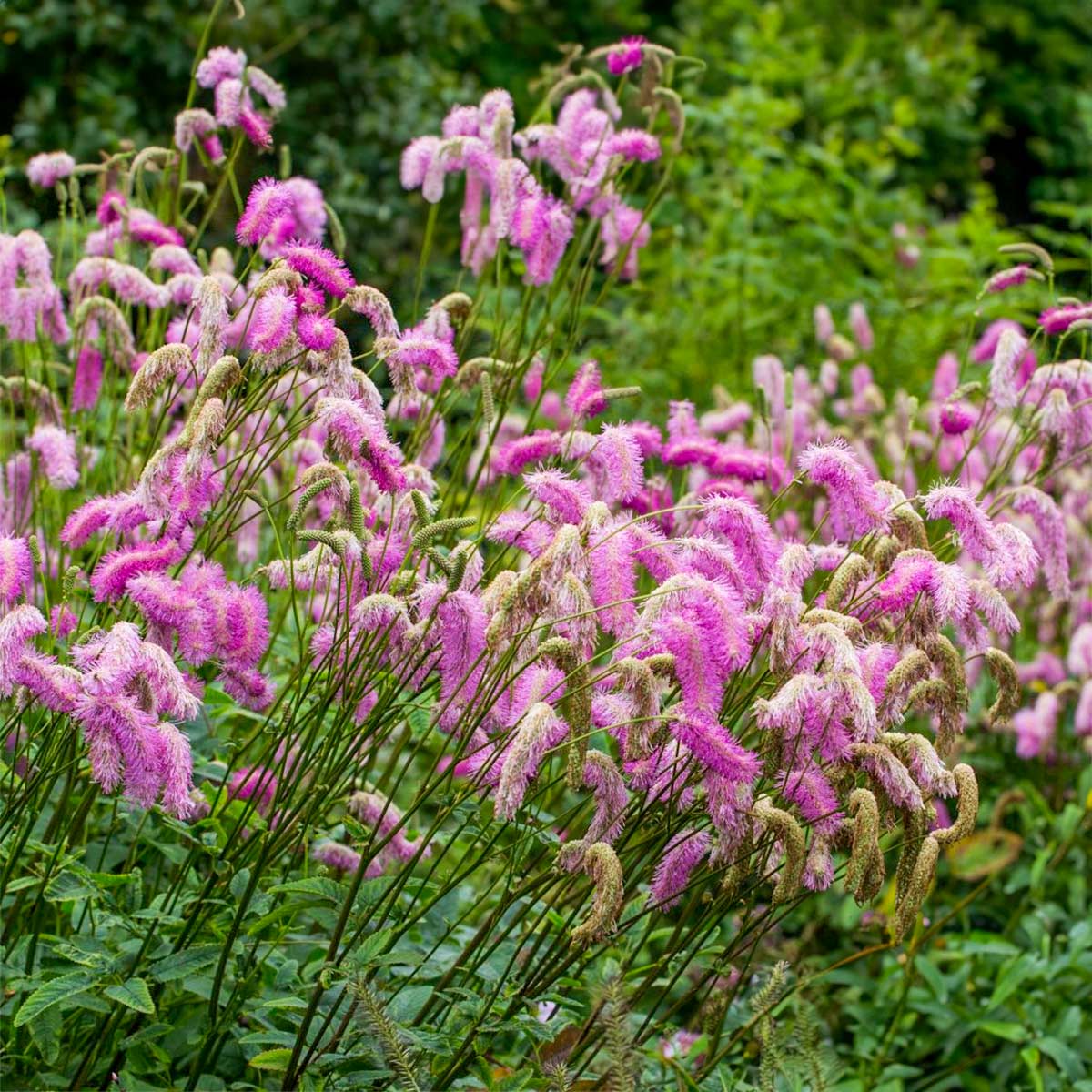 Sanguisorba Pink Brushes Barnsdale Gardens sanguisorba-pink-brushes-barnsdale-gardens