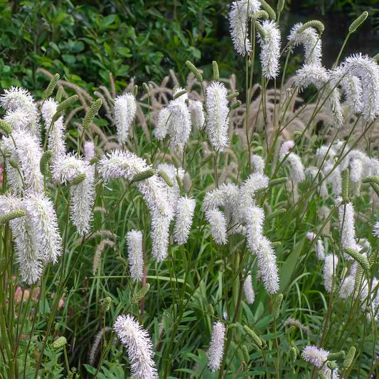 Sanguisorba tenuifolia 'Alba'