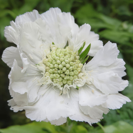 Scabiosa caucasica 'Perfecta Alba'