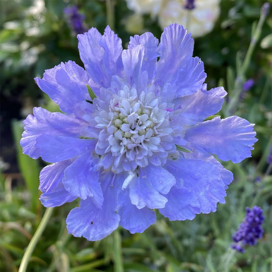 Scabiosa caucasica 'Perfecta Blue'