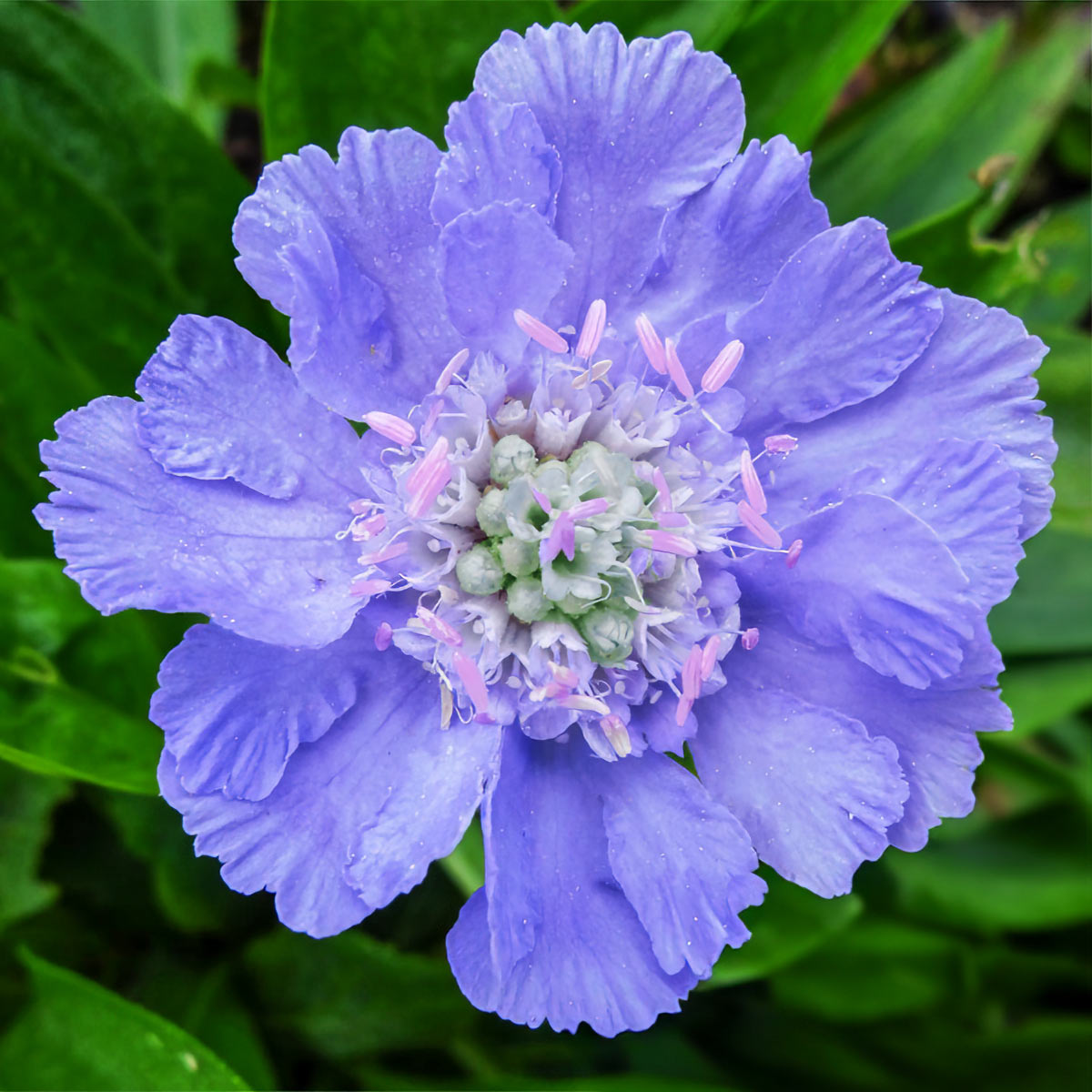 Scabiosa caucasica 'Perfecta Blue'