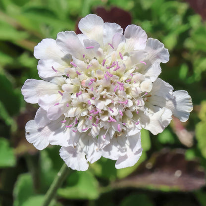 Scabiosa 'Kudo White'. A close-up of a white scabiosa flower with delicate pink-tipped stamens, set against a soft-focus background of green foliage.