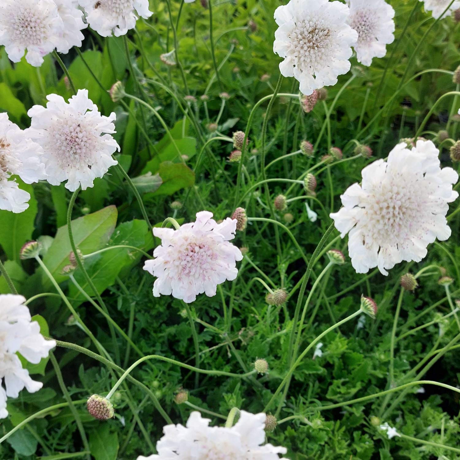 Scabiosa 'Kudo White'. White Scabiosa flowers with delicate ruffled petals and green foliage growing together in a natural outdoor setting.