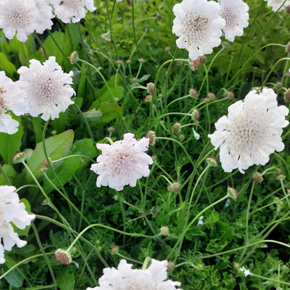 Scabiosa 'Kudo White'. White Scabiosa flowers with delicate ruffled petals and green foliage growing together in a natural outdoor setting.