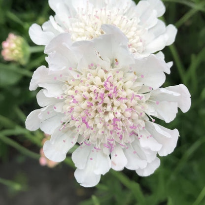 Scabiosa 'Kudo White'. A close-up of a white scabiosa flower with a dense center of pale cream and pink-tipped stamens, set against soft green foliage.