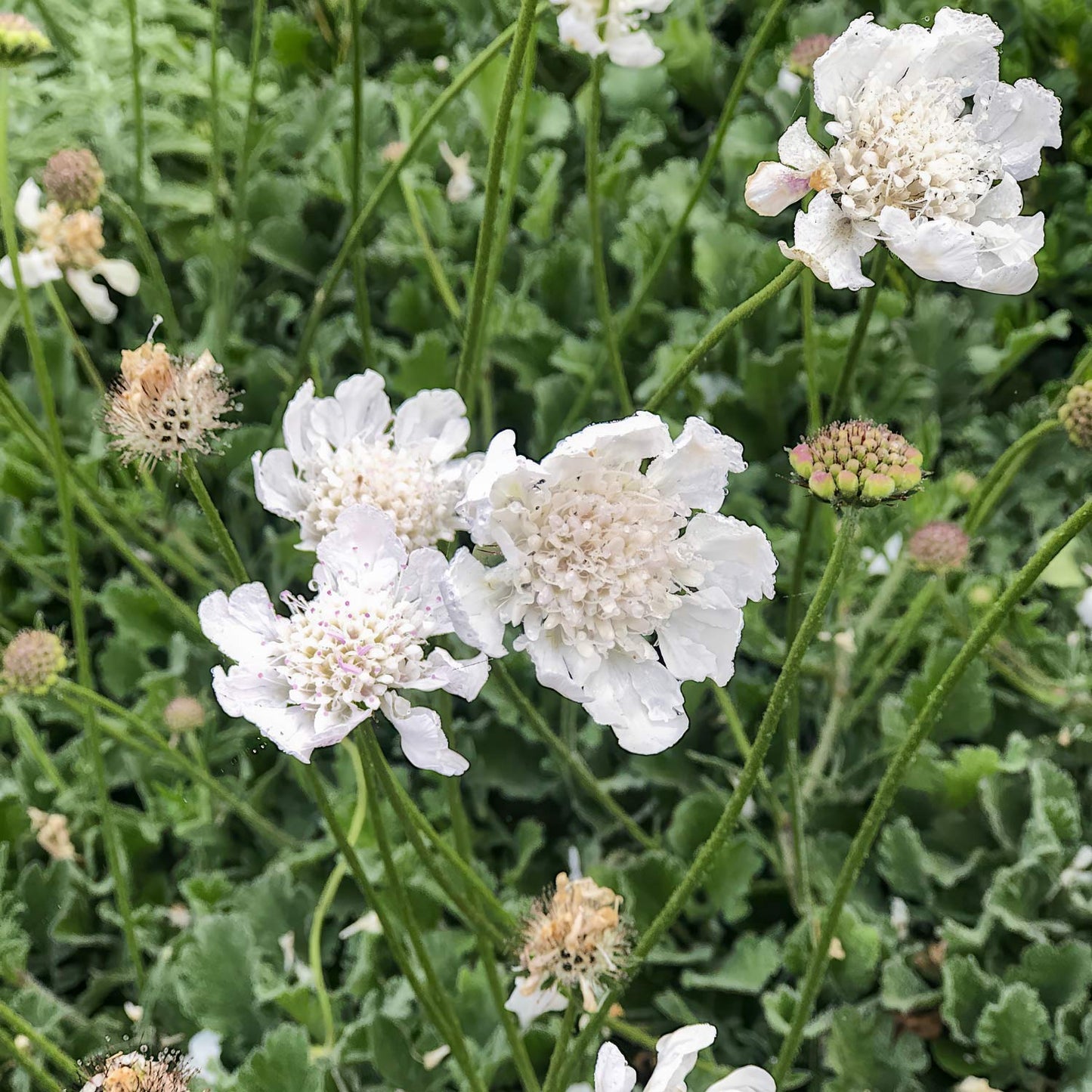 Scabiosa 'Kudo White'. White scabiosa flowers with textured centers and green stems growing among leafy green foliage.