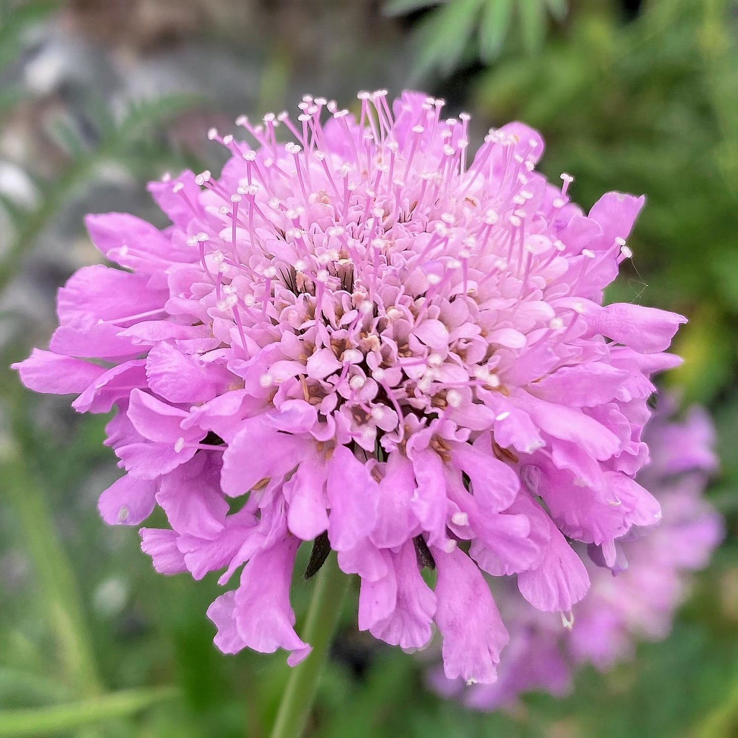 Scabiosa 'Pink Mist'. A close-up of a pink scabiosa flower with many delicate petals and long stamens, photographed outdoors against a blurred green garden background.