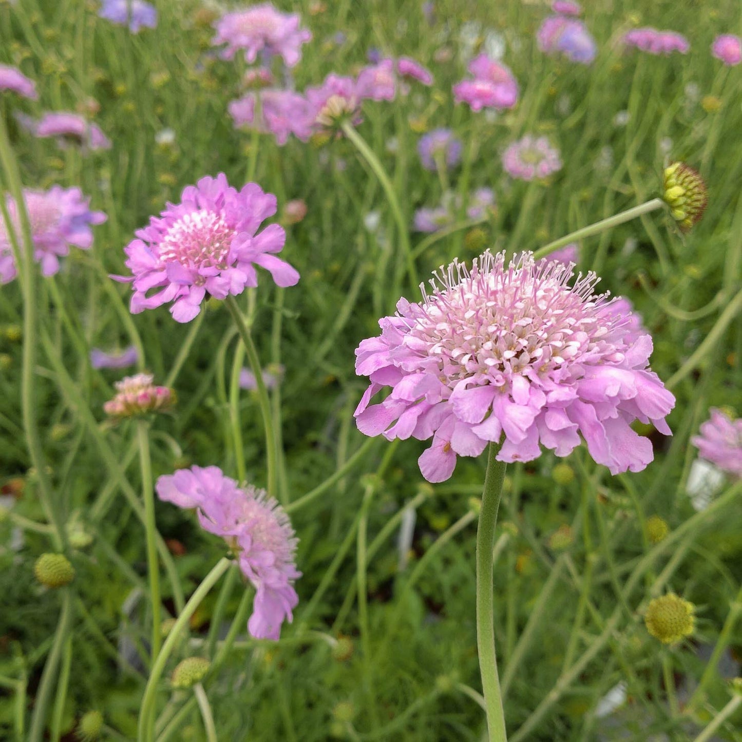 Scabiosa 'Pink Mist'. Pink scabiosa flowers blooming in a green field, with one large flower in sharp focus in the foreground and several smaller flowers blurred in the background.