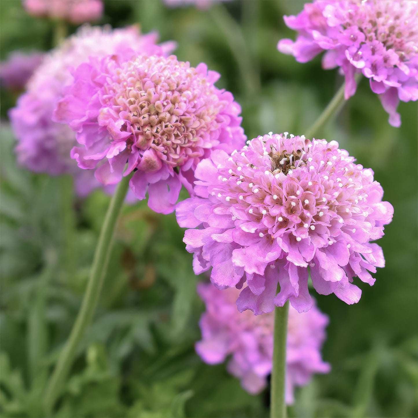 Scabiosa 'Pink Mist'. Close-up of pink scabiosa flowers with green foliage in a garden setting.