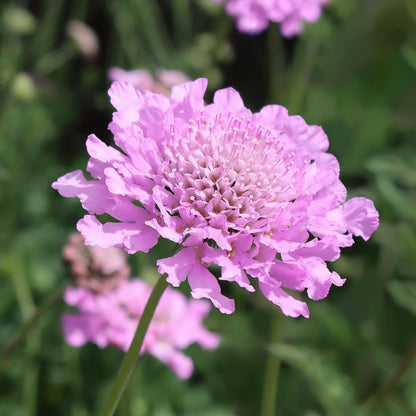Scabiosa 'Pink Mist'. A close-up of a light pink scabiosa flower with delicate ruffled petals and a green stem, set against a soft-focus green garden background.