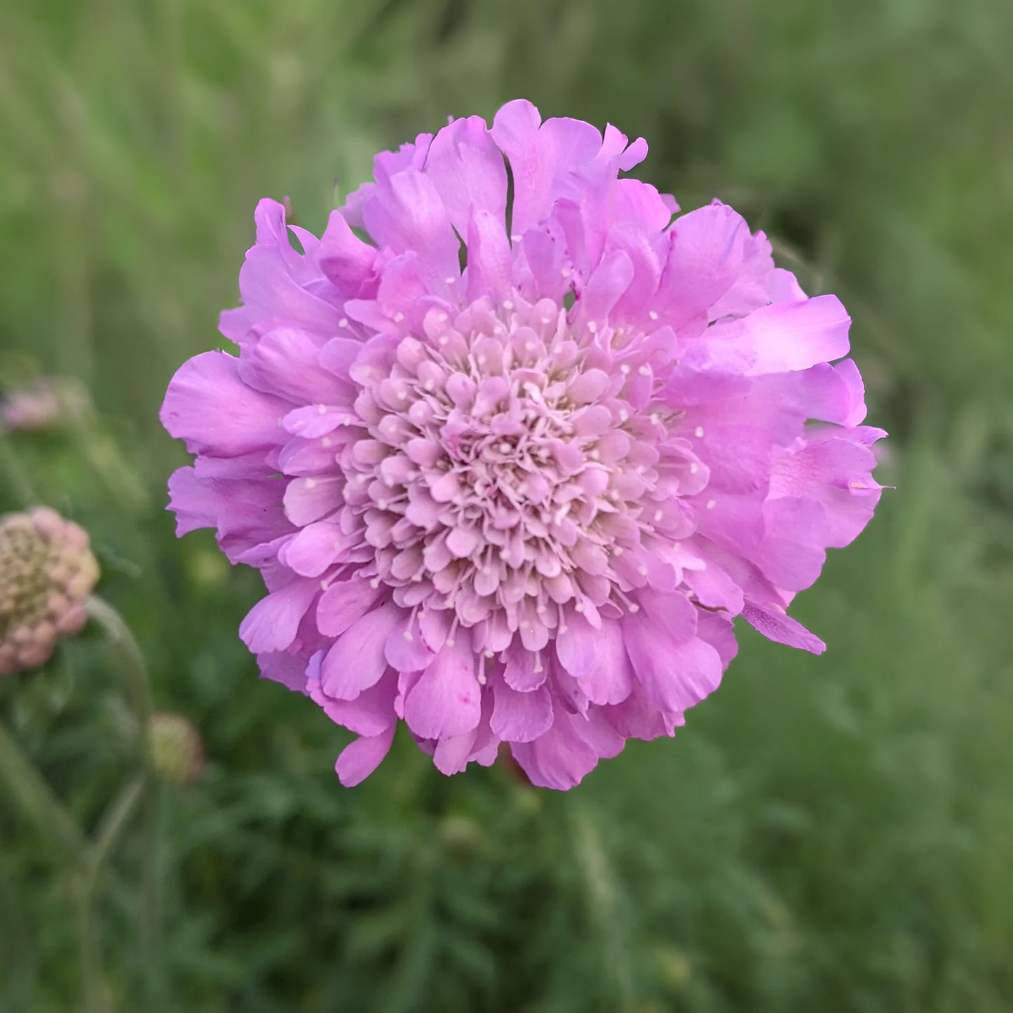 Scabiosa 'Pink Mist'. A close-up of a single pink-purple flower with layered petals, outdoors against a blurred green background.
