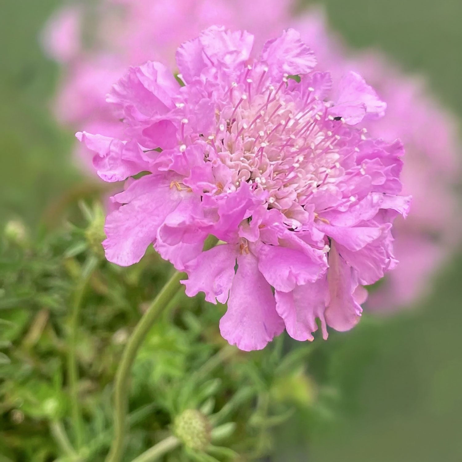 Scabiosa 'Pink Mist'. A close-up of a pink scabiosa flower with delicate ruffled petals and a pale center, surrounded by soft green foliage and blurred pink flowers in the background.