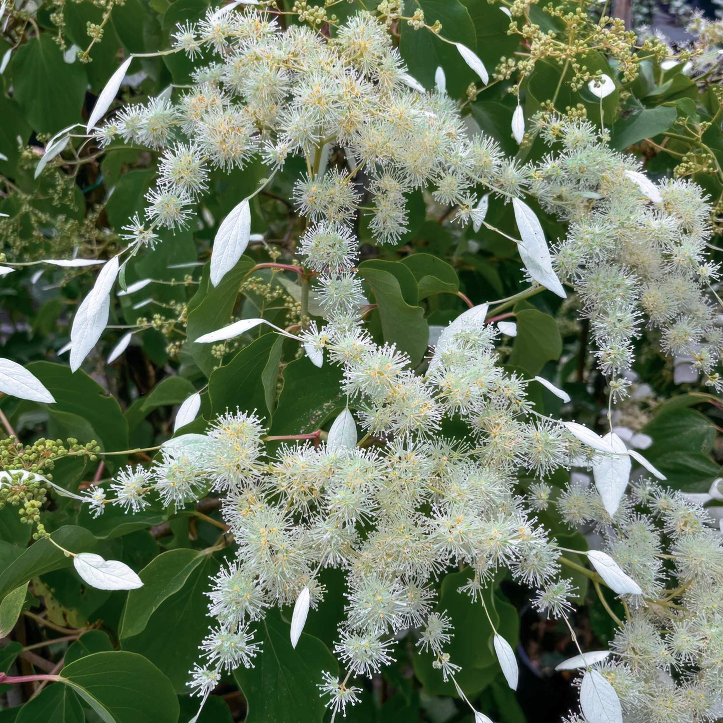 Schizophragma fauriei 'Windmills'