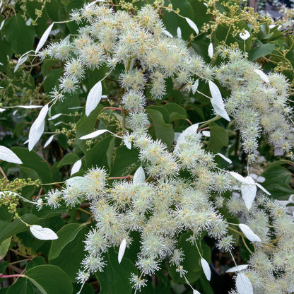 Schizophragma fauriei 'Windmills'